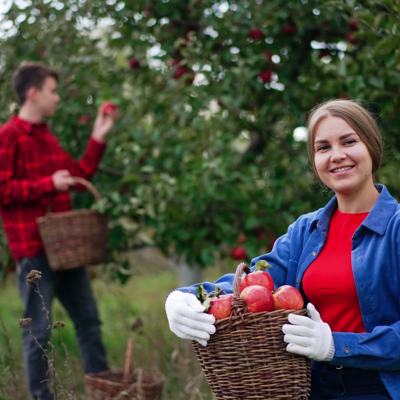 Female farmer sitting in the garden holds a full basket of red apples. Lady is smiling happily into camera. Boy at backdrop collects fruit into basket