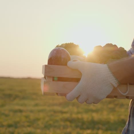 a farmer carries a box of fresh vegetables from his field 2