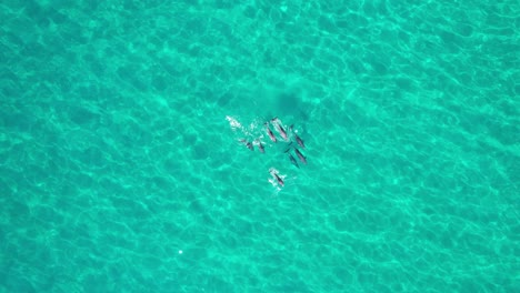 bird's eye view of bottlenose dolphins swimming in the ocean in nsw, australia