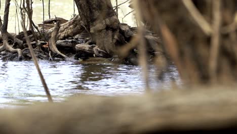 Cámara-Lenta-De-Caza-De-Sungrebe-A-Lo-Largo-Del-Arroyo