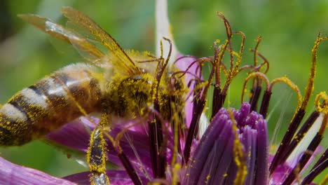 extreme close up profile view of pollen covered honey bee working and pollinating purple flower and fly away