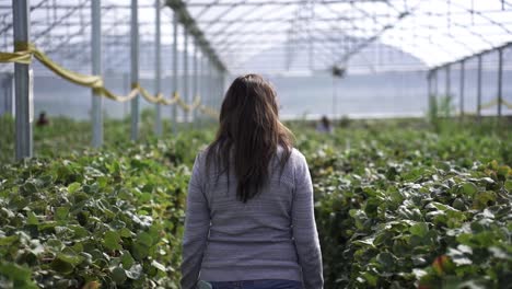 a woman is walking on the fruit farm inside the cultivating greenhouse