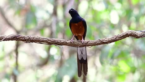 Shama-De-Rabadilla-Blanca-Encaramado-En-Una-Vid-Con-Fondo-Bokeo-Del-Bosque,-Copsychus-Malabaricus,-En-Cámara-Lenta