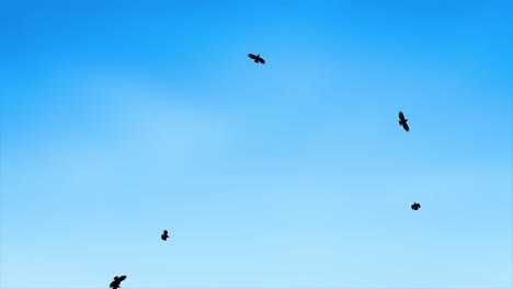 panoramic view from flying birds travel in the wild in the air loop bckgrounds sunrise tranquil