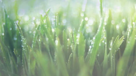 animation of close up of grass being watered on sunny spring day