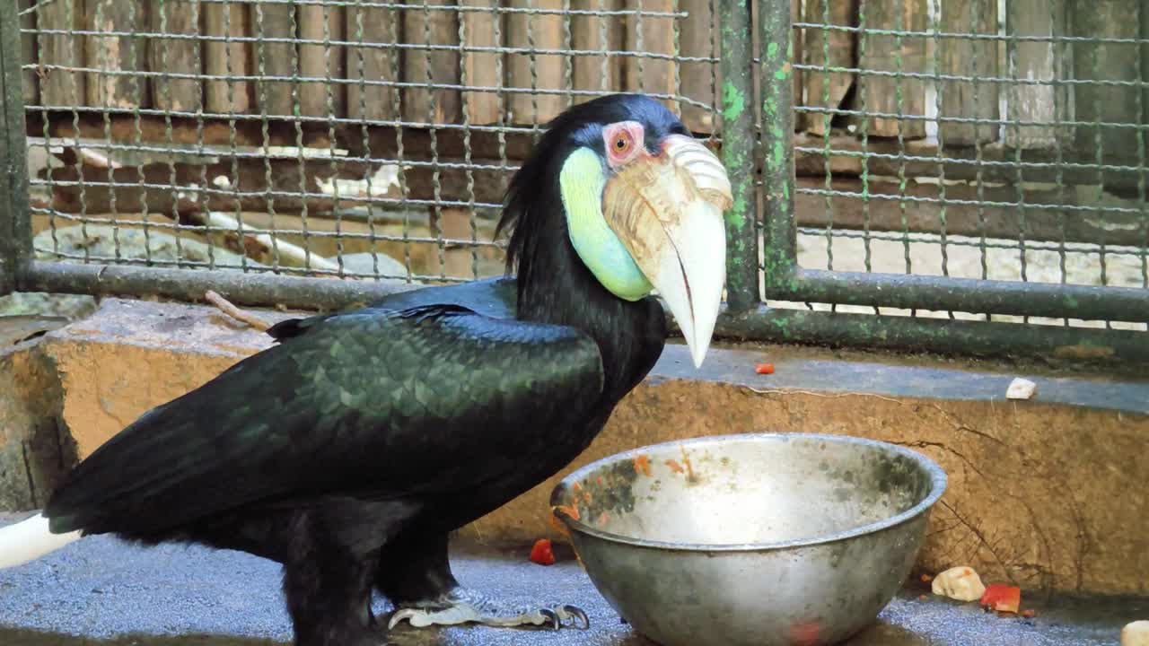 동물원 케이지 에 있는 호른빌