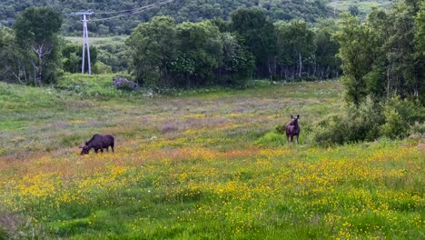 two norwegian moose grazing in an open field in peace during the summer season in northern norway