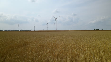 Reifes-Goldenes-Weizenfeld-Mit-Windturbinen,-Die-Sich-An-Einem-Bewölkten-Sommertag-In-Zwartowo-Pomerania-Auf-Dem-Hintergrund-Drehen,-Niedriger-Winkel-Langsame-Luftrutsche-Rechts,-Kopierraumvorlage