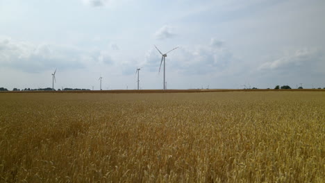 Ripe-golden-wheat-field-with-wind-turbines-rotating-on-background-on-a-cloudy-summer-day-in-Zwartowo-Pomerania,-Low-angle-slow-aerial-slide-right,-copy-space-template