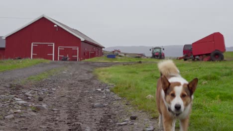 perro corriendo en el campo de hierba con un granero rojo y un camión en noruega