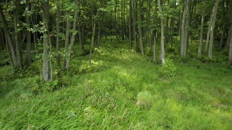 Acercamiento-Aéreo-Al-Bosque-Y-Un-Pantano-Entre-Los-árboles