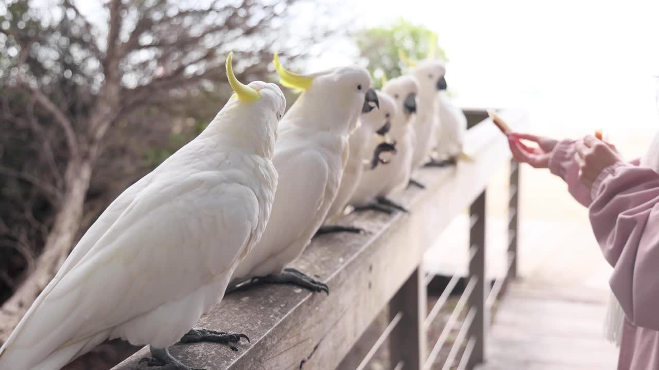 persona alimentando a las cacatúas en una barandilla de madera