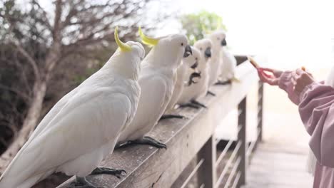 person feeding cockatoos on a wooden railing