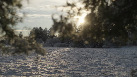 moving behind pine branches looking out on a snowy field in the morning sun