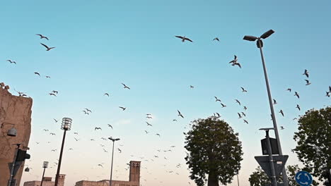 birds over dubai's al fahidi historical neighbourhood, united arab emirates