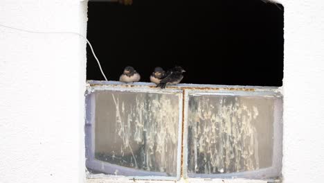 Vier-Schwalben-Sitzen-Auf-Einem-Fenster