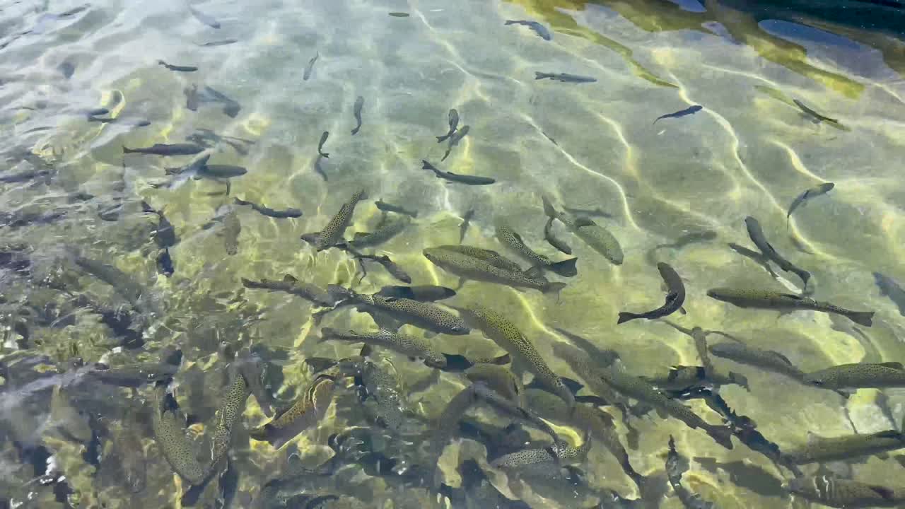 fillmore fish hatchery (필모어 어류 양식소)
