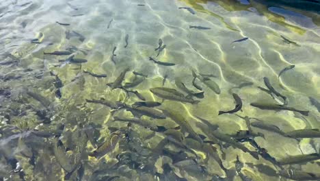 fillmore fish hatchery in fillmore, ca