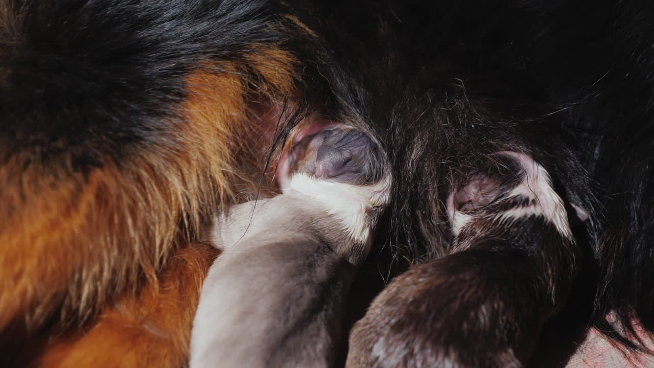 갓 태어난 강아지와 함께 출산한 강아지 02