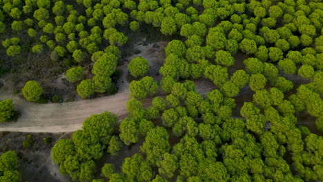 Stone-Pine-Treetops-of-Cartaya-Pine-Forest-with-Countryside-Earth-Road-in-El-Rompido-City-on-Sunset,-Andalusia,-Spain,---aerial-from-above-with-pitch-up