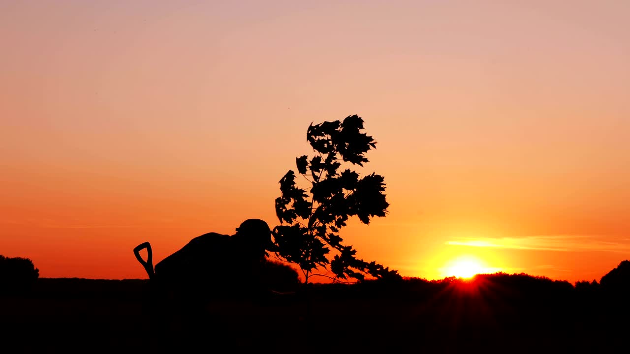 4k. 나무를 심는 사람. 해가 뜨는, 해가 지는. 실루. 봄이나 여름