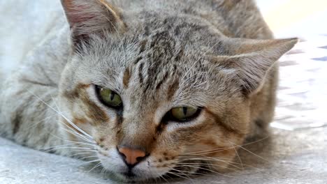 el gato a rayas se relaja.