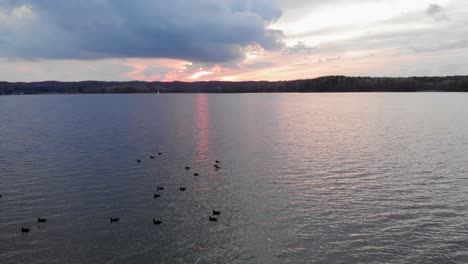 Toma-Aérea-De-Patos-En-El-Lago-Charzykowy-En-El-Voivodato-De-Pomerania,-Polonia