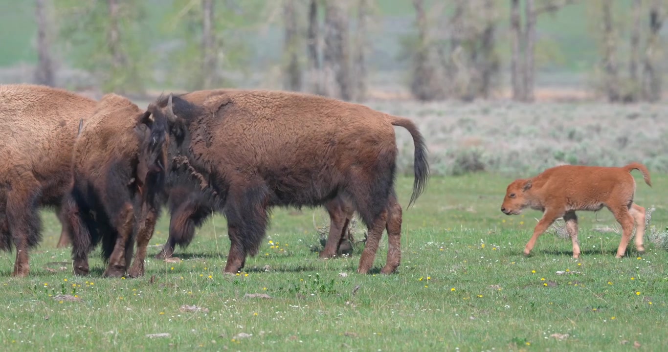 Inquadratura media di una mandria di bisonti americani che si muove attraverso una prateria primaverile. Un adulto si ferma per grattarsi mentre un giovane vitello tiene il passo con la mandria, catturando il comportamento naturale della fauna selvatica