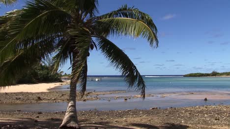 palmera de coco, filmada en rarotonga, islas cook