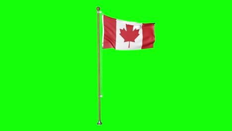 Bandera-De-Canadá-De-Pantalla-Verde-Con-Asta-De-Bandera