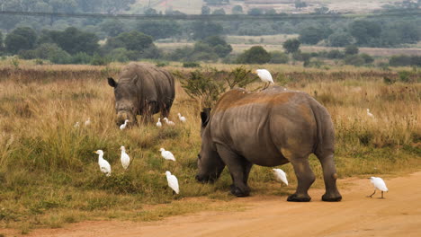 two rhino eat grass with cattle ergets around