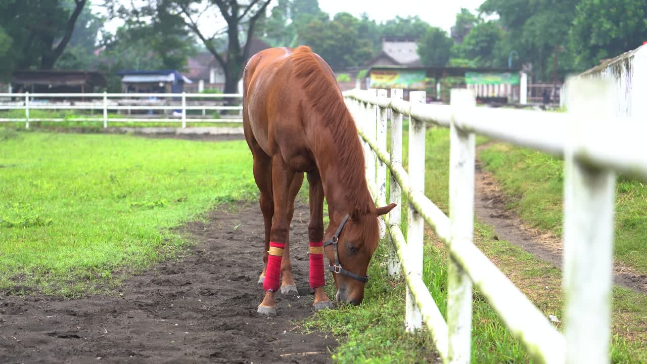 un caballo marrón comiendo en un campo