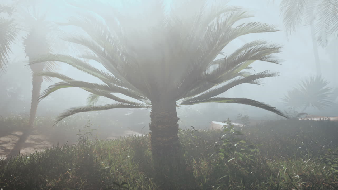 una palmera en el medio de un campo de niebla