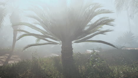 a palm tree in the middle of a foggy field