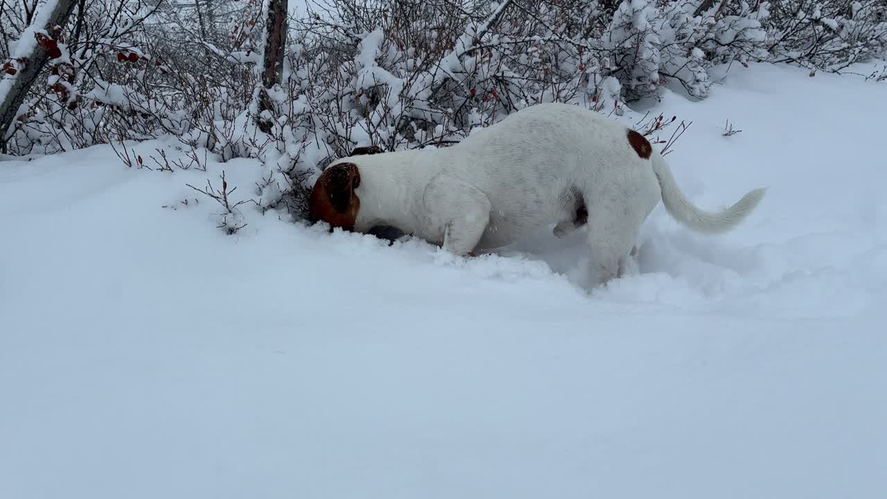 Playful dog enthusiastically digs in fresh winter snow