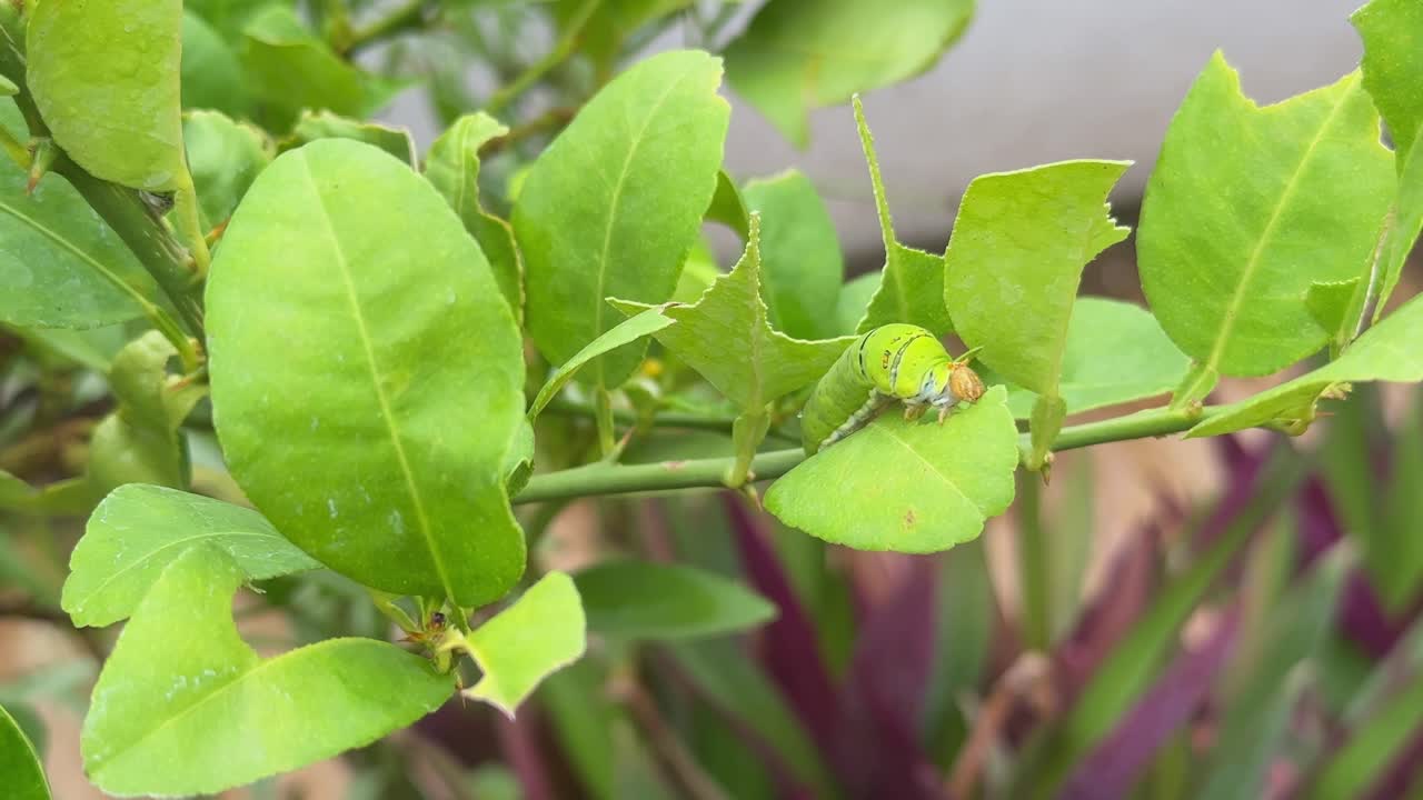 Extream closeup of citrus swallowtail in the caterpiler feeding the leaves of lemon tree