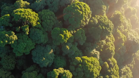 aerial view of lush green forest