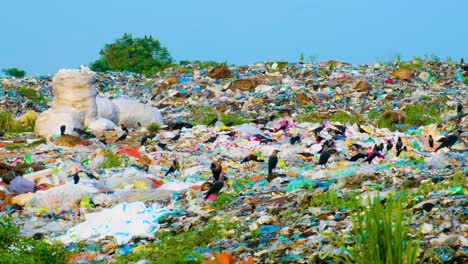 flock of crow birds foraging over garbage landfill