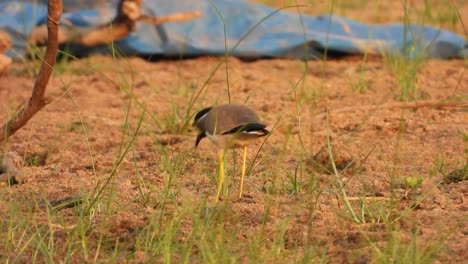 yello-wattled lapwing in lake area