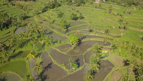 Imágenes-Aéreas-De-Los-Campos-De-Arroz-Verde-En-Bali-En-4k-Y-30-Fps