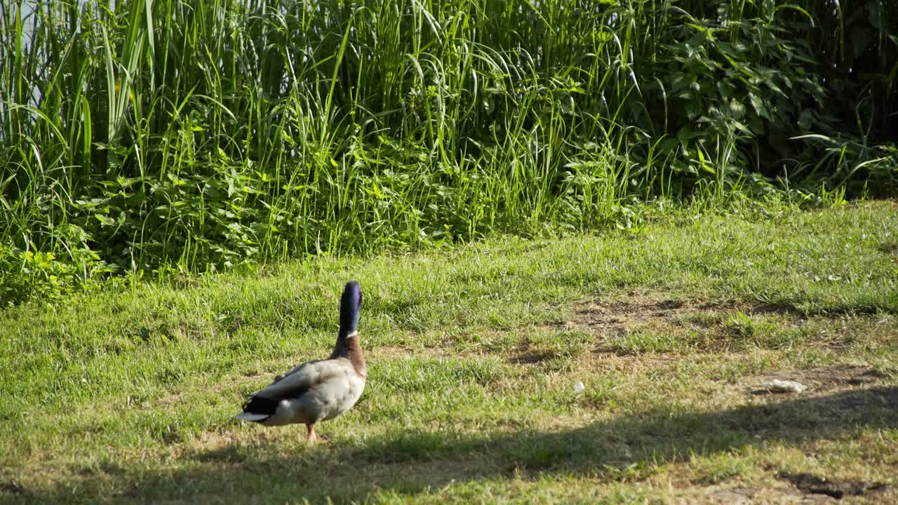 오리들은 호수 을 산책합니다.