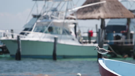 seagull-on-boat-at-Playa-del-Carmen,-Mexico-beach