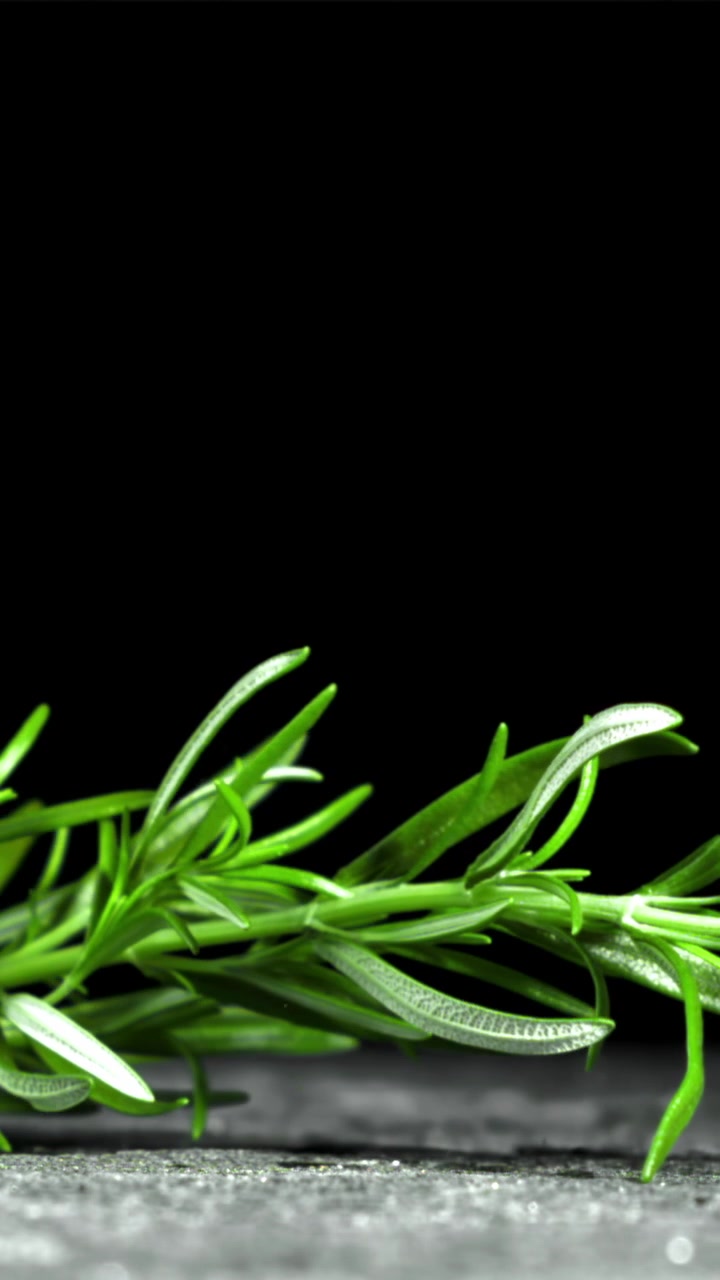 Fresh Green Rosemary Sprig Falling in Slow Motion