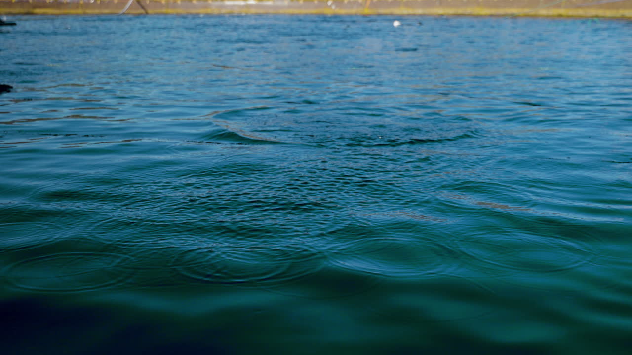 tiempo de alimentación en corral de salmón en aquafarm como muchos salmones saltan fuera del agua