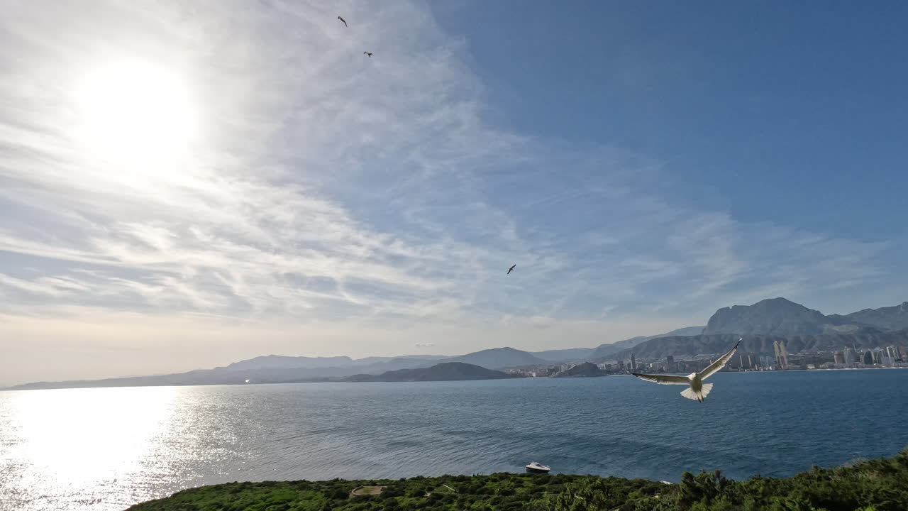 큰 바다표범들이 하늘을 날아다닙니다.