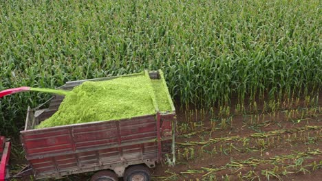 Tractor-with-forage-harvester-chopping-corn-into-silage,-aerial-view-on-trailer