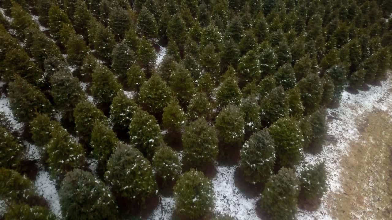 Langsom luftoptagelse over en juletræsplantage i NC