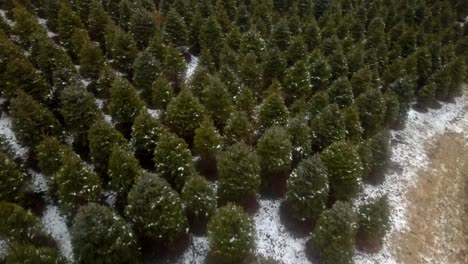 Aéreo-Lento-Empujar-Nc-árbol-De-Navidad-Granja