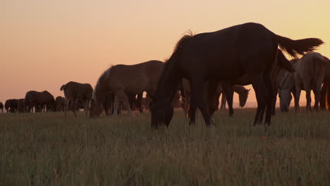 caballos pastando al amanecer o al atardecer