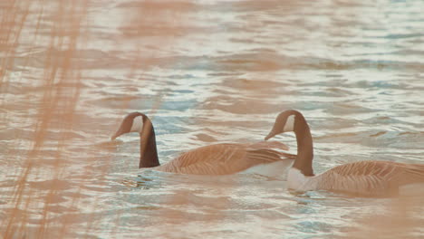 giant canada geese floating and dabbling in water behind tall grass